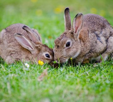 De meest interessante konijnen weetjes