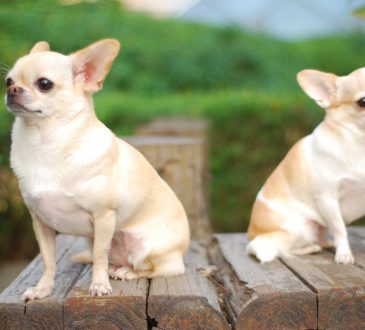 Een aantal chihuahua weetjes op een rij