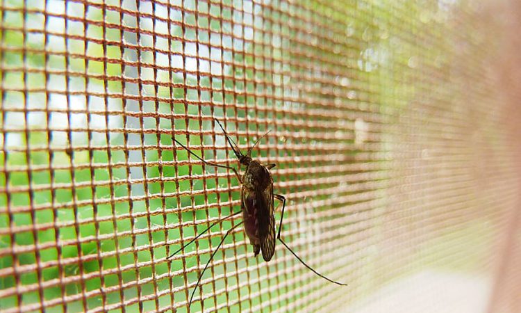 Eerste hulp bij het verjagen van muggen