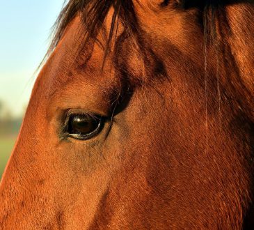 eigen paard houden